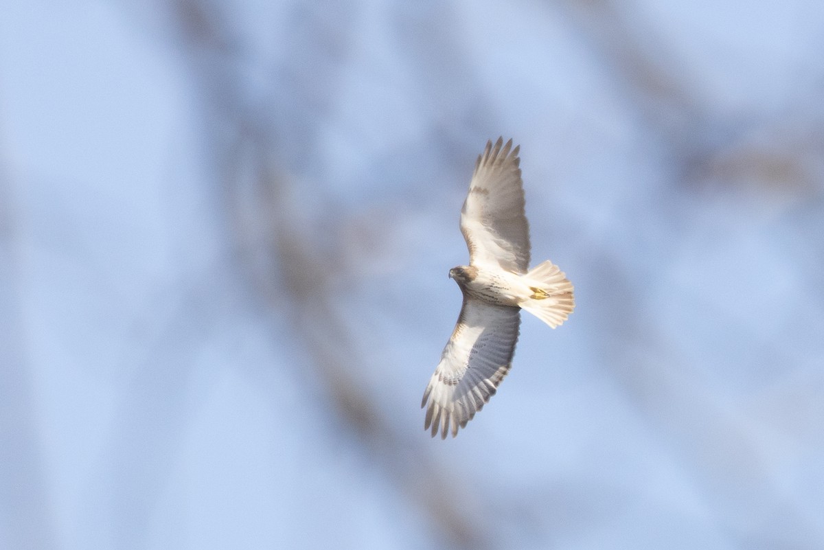 Red-tailed Hawk - ML535708661