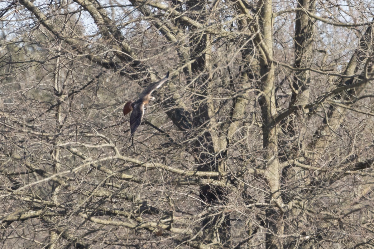 Red-tailed Hawk - ML535708671