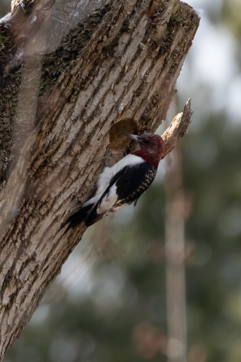 Red-headed Woodpecker - ML535708681