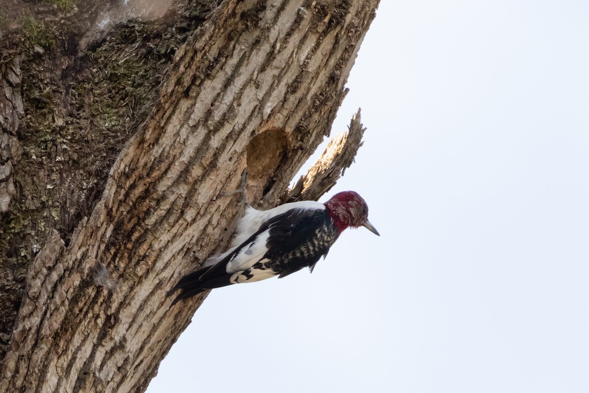 Red-headed Woodpecker - ML535708691