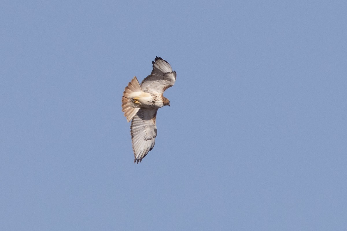 Red-tailed Hawk - ML535708871