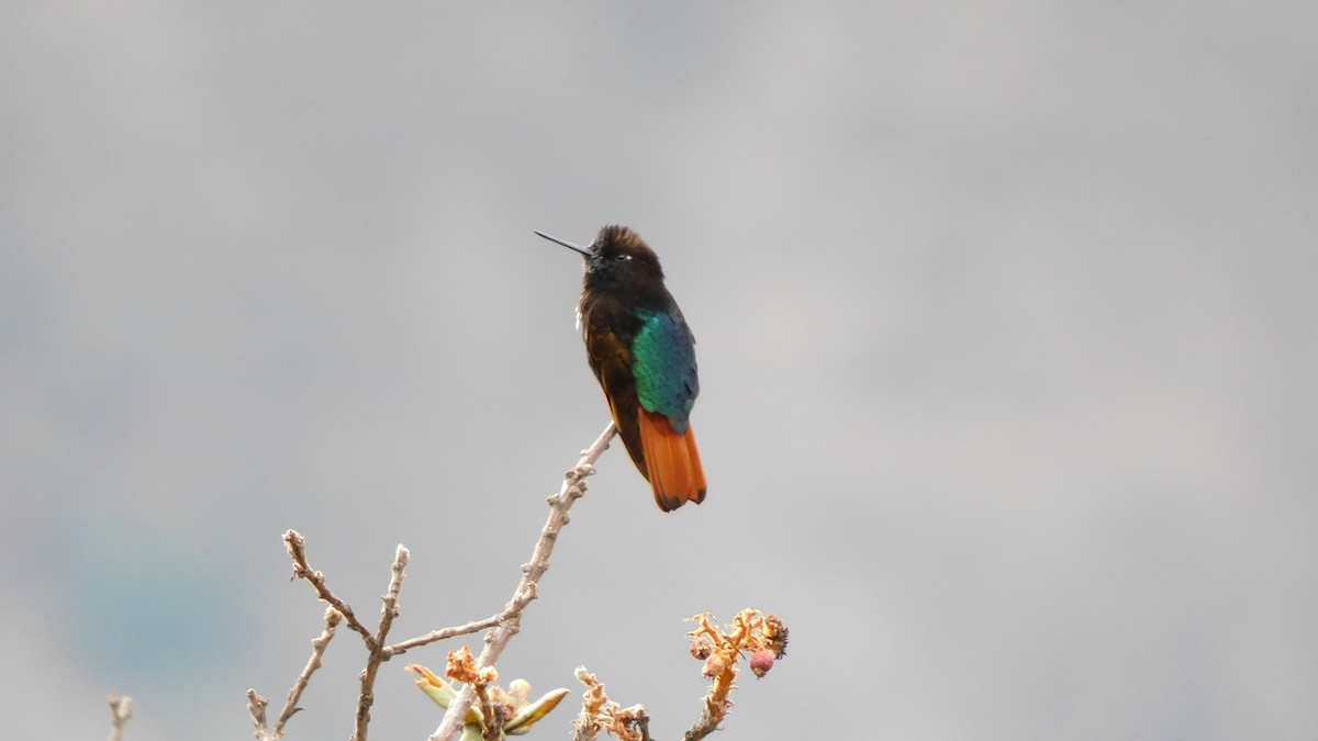 kolibřík černokápý - ML535709261