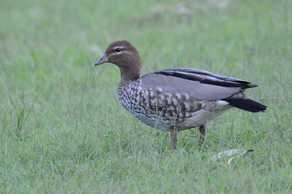 Maned Duck - Stephen Haase