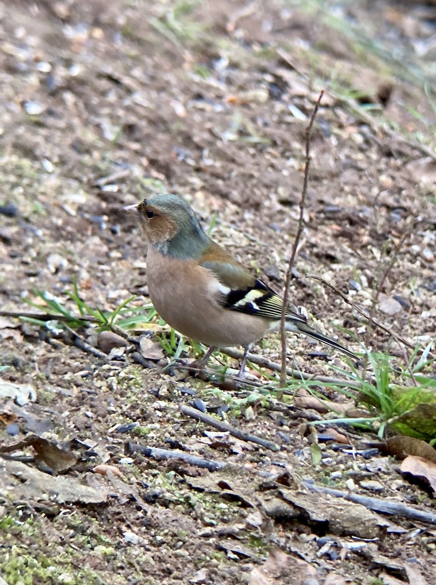 pěnkava obecná - ML535710351