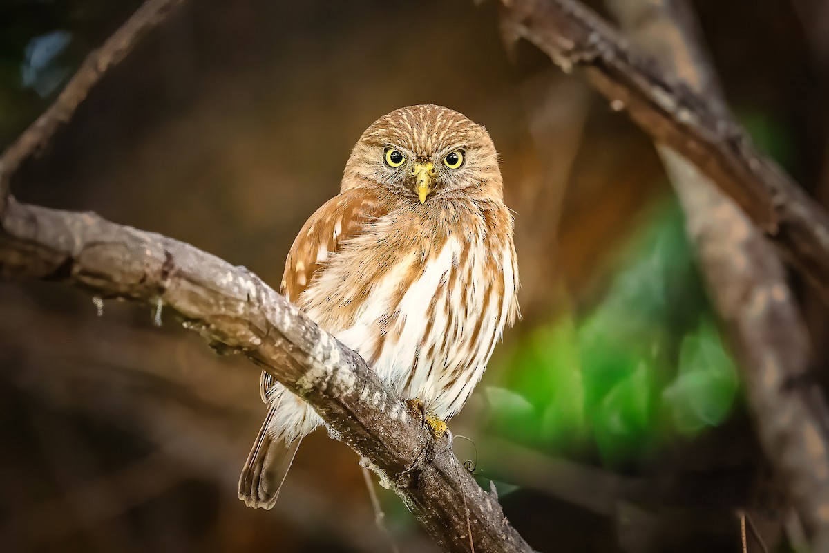 Peruvian Pygmy-Owl - Pancho Enriquez