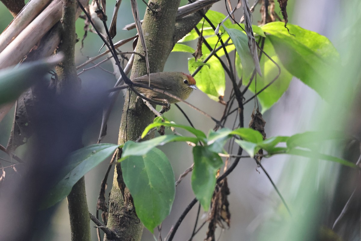 Rufous-capped Babbler - HsuehHung Chang