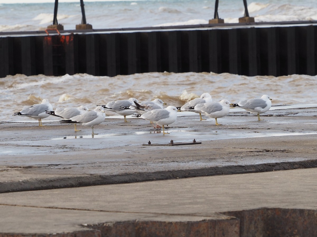 Ring-billed Gull - Bob Maddox