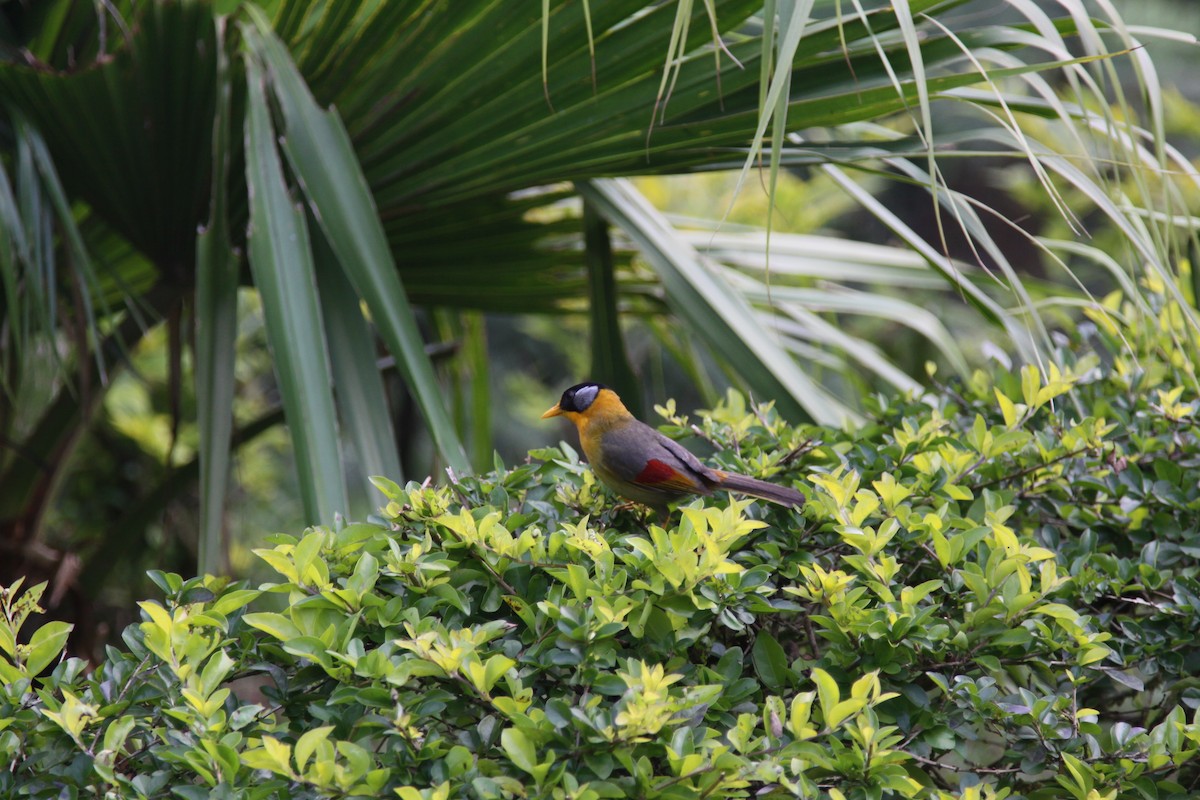 Silver-eared Mesia - David Lewis