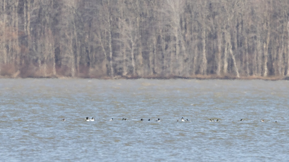 Common Goldeneye - ML535715291