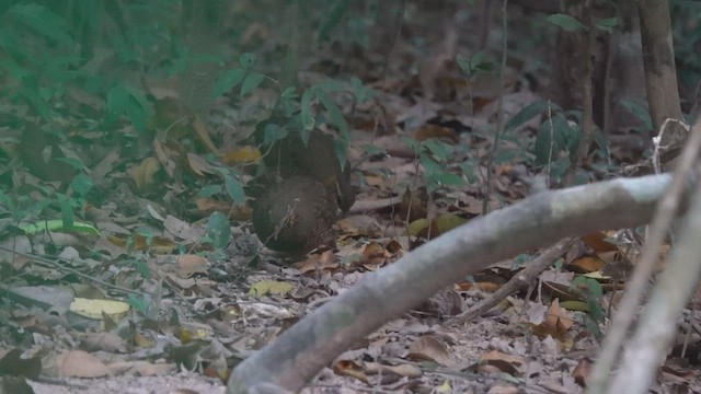 Scaly-breasted Partridge - ML535716731