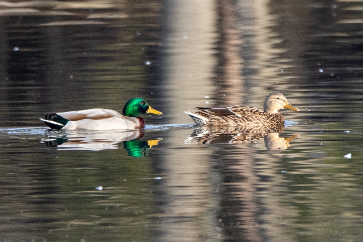 Mallard - ML535717731