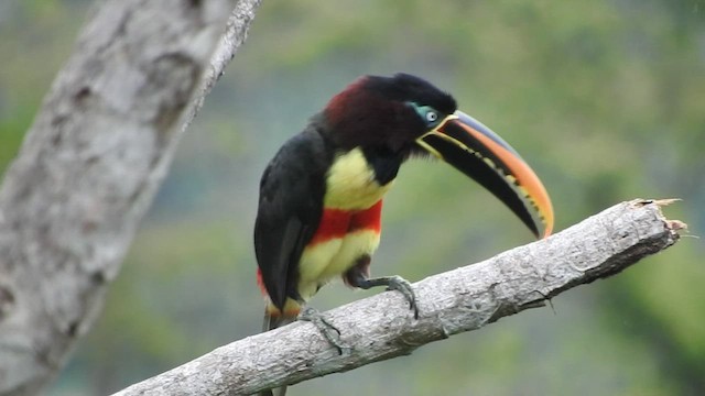 Chestnut-eared Aracari - ML535720381