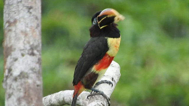 Chestnut-eared Aracari - ML535720401