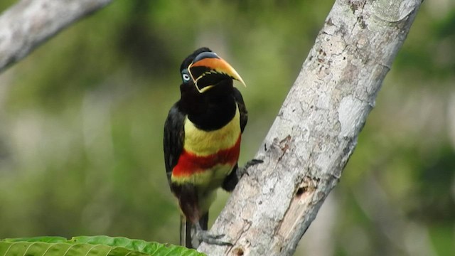 Chestnut-eared Aracari - ML535720421