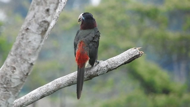 Chestnut-eared Aracari - ML535720431