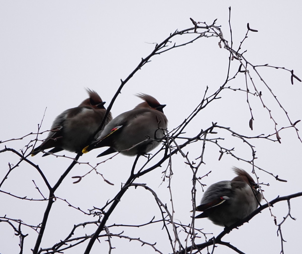 Bohemian Waxwing - ML535721051