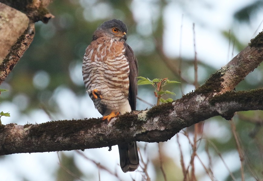 Crested Goshawk - ML535721341