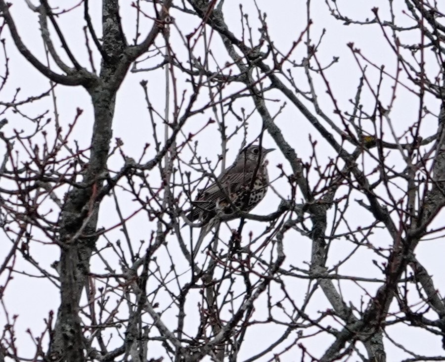 Mistle Thrush - ML535722231