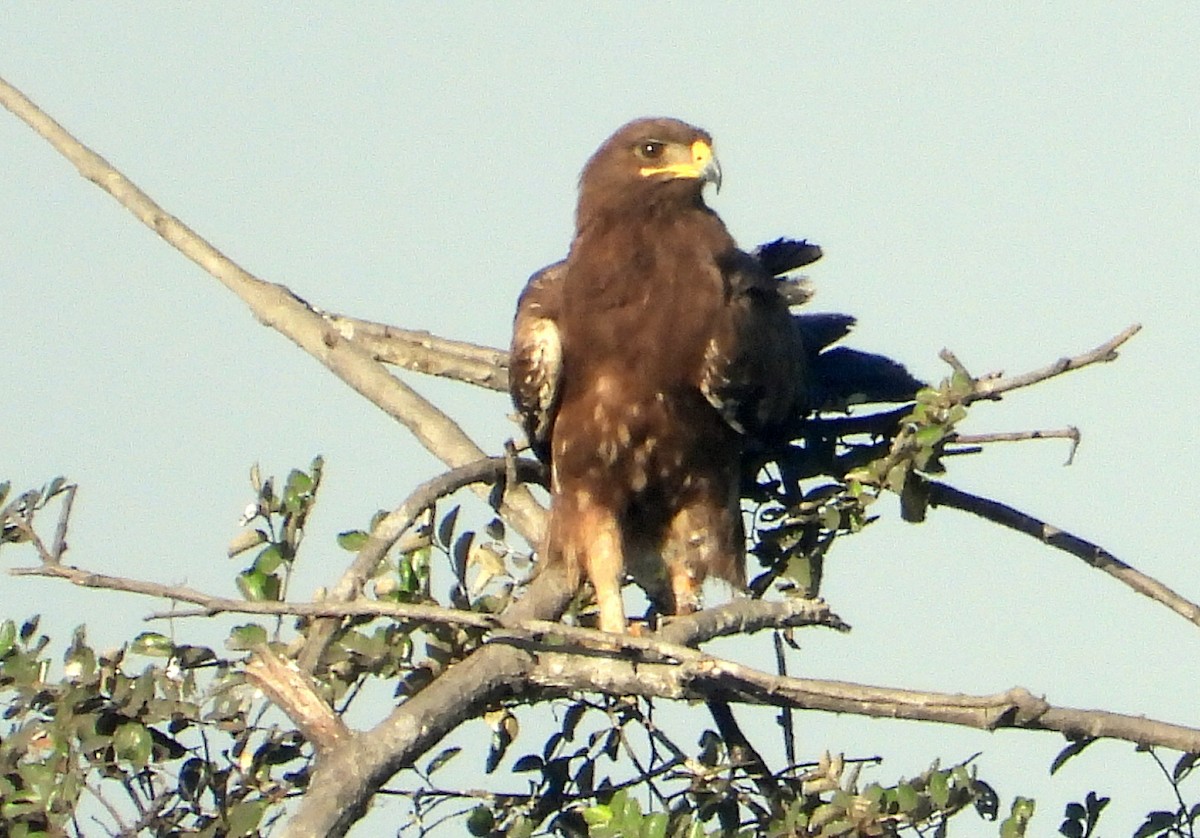 Greater Spotted Eagle - ML535722361