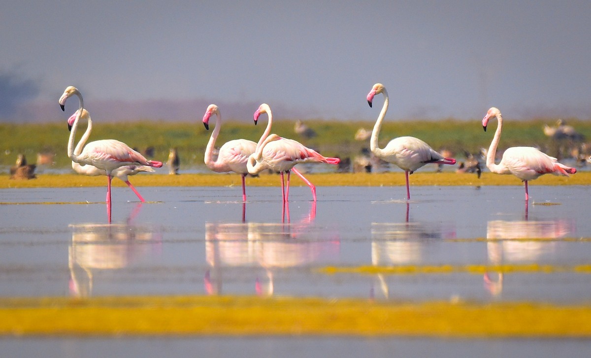 Greater Flamingo - Arindam Roy