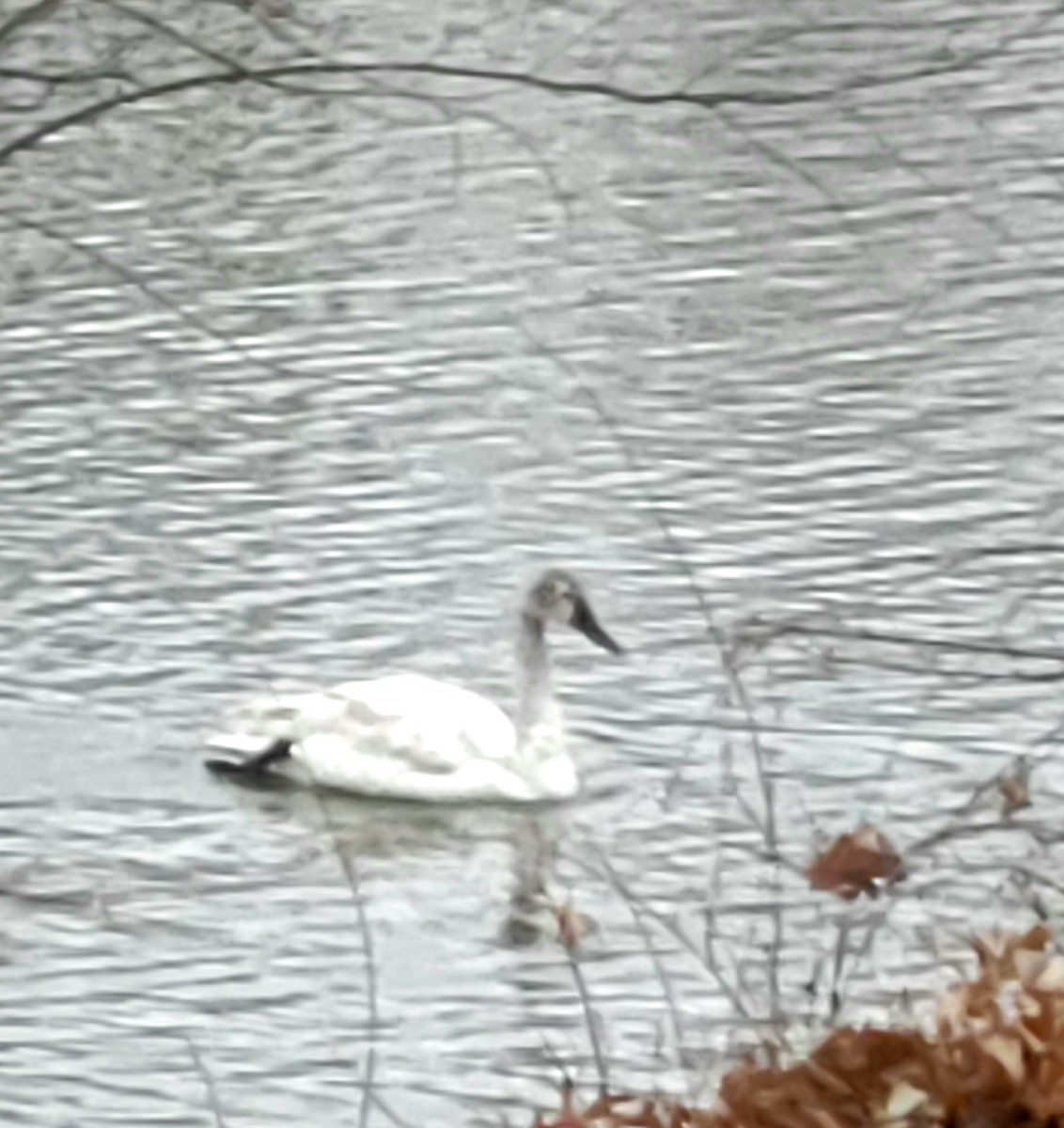 Tundra Swan - ML535723631