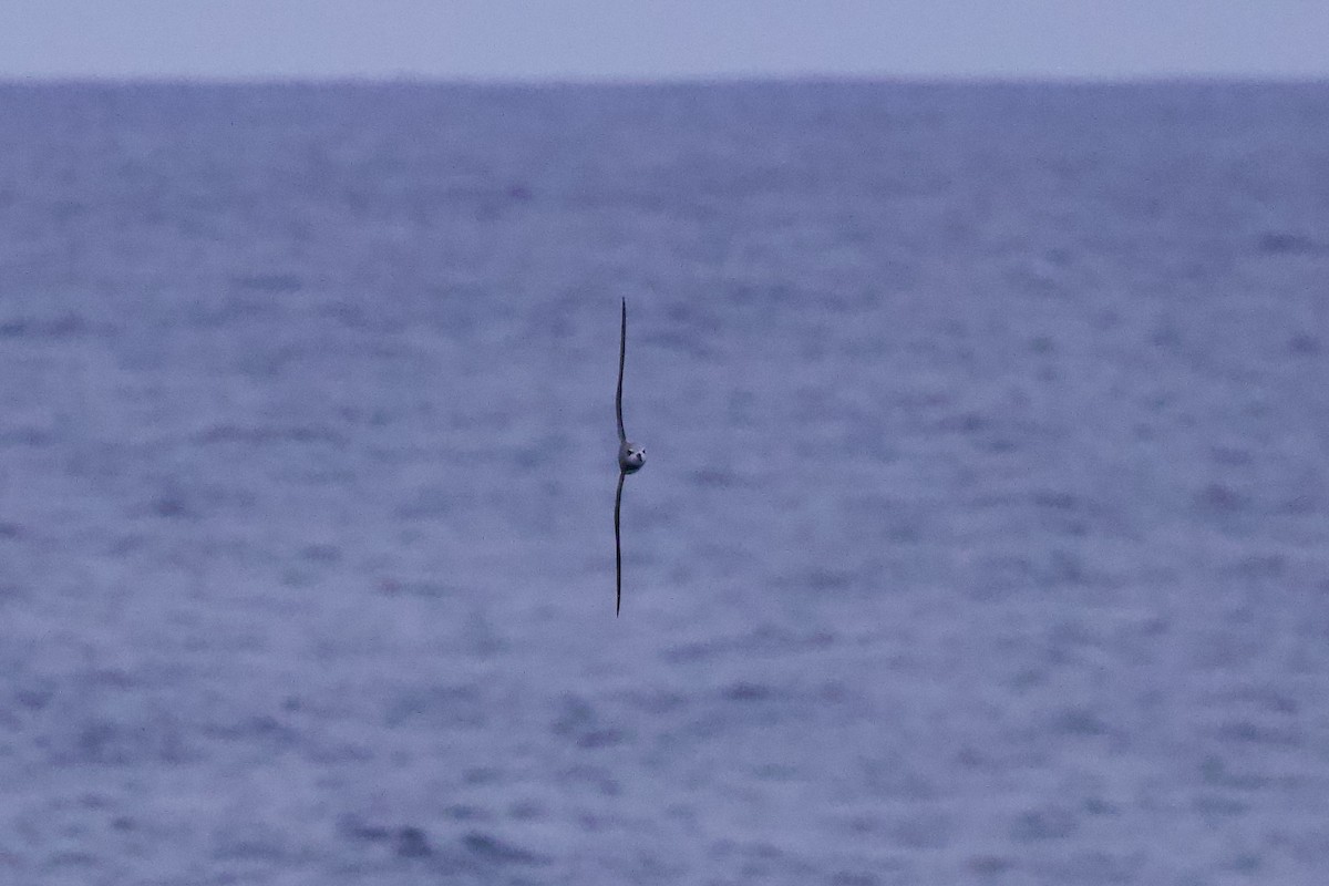 Soft-plumaged Petrel - ML535723941