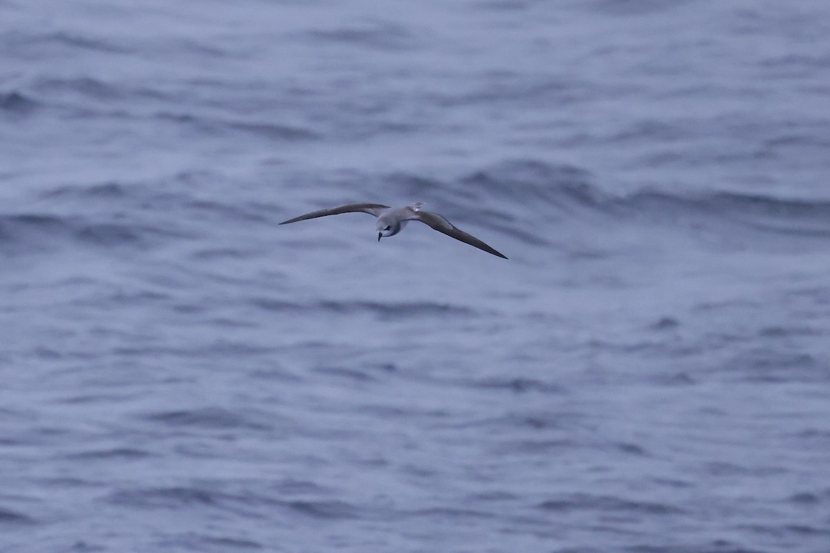 Soft-plumaged Petrel - ML535724021