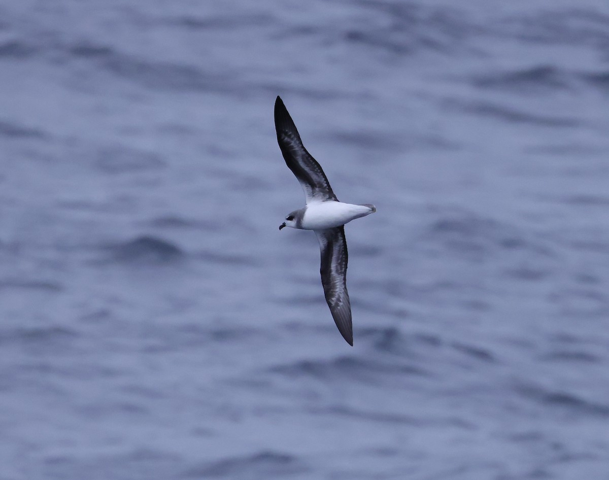 Soft-plumaged Petrel - ML535724031