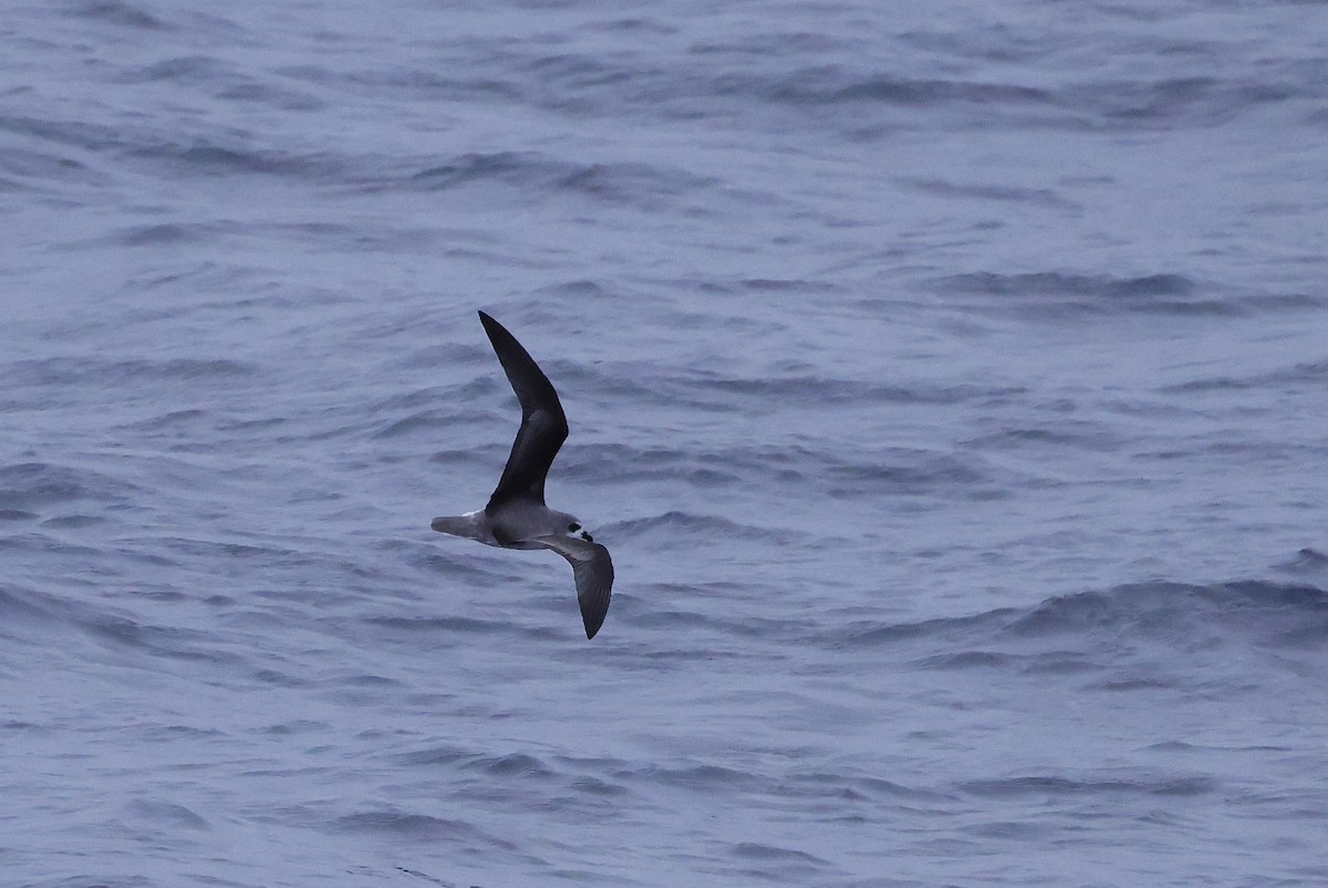 Soft-plumaged Petrel - ML535724041