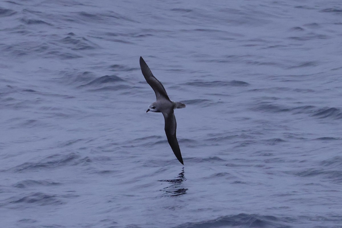 Soft-plumaged Petrel - ML535724051