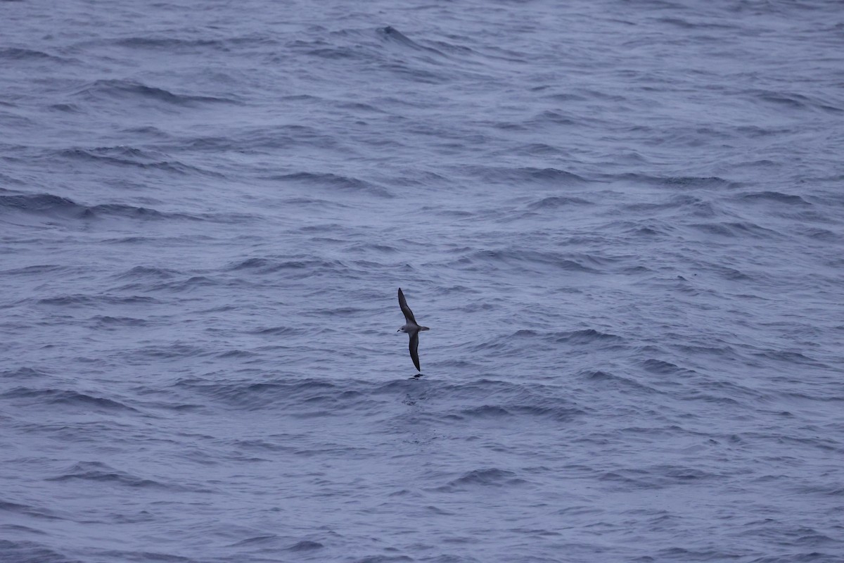 Soft-plumaged Petrel - ML535724081