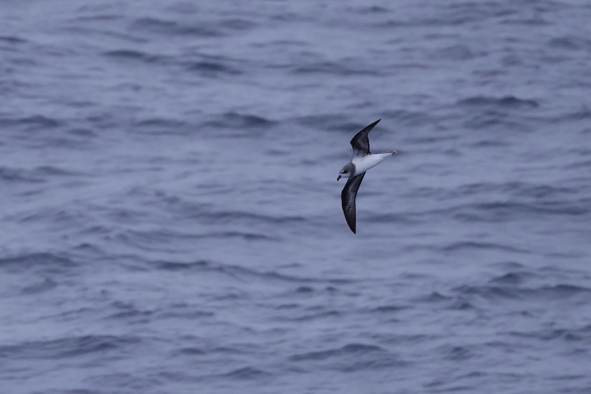 Soft-plumaged Petrel - ML535724091