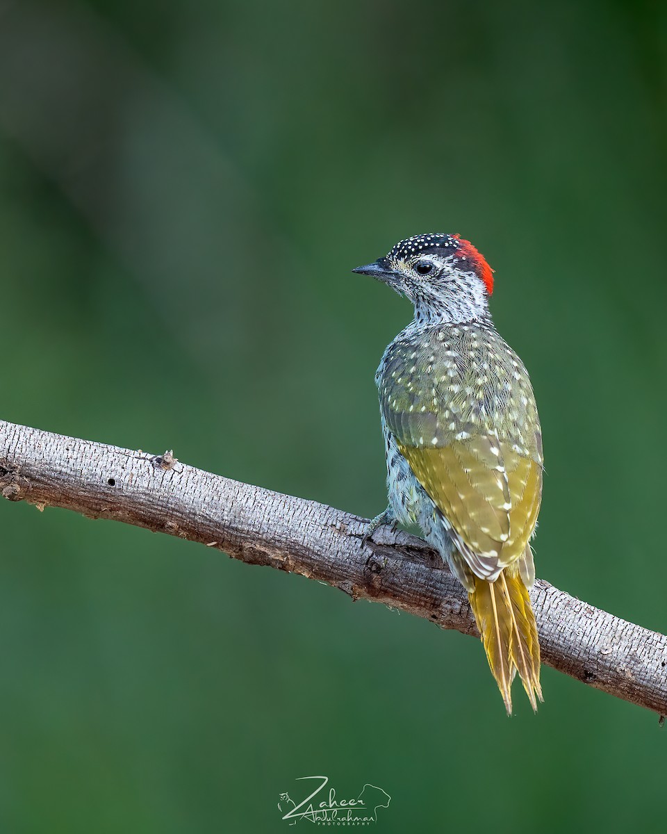 Green-backed Woodpecker - Zaheer  Abdul Rahman