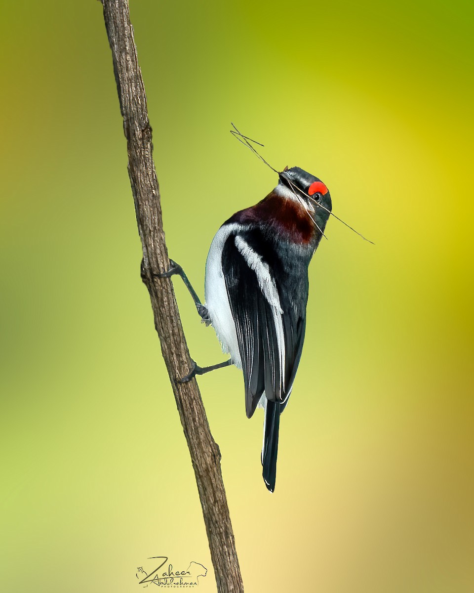 Brown-throated Wattle-eye - Zaheer  Abdul Rahman