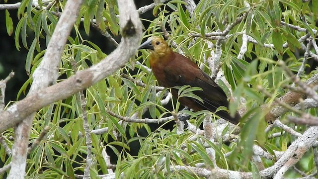 Russet-backed Oropendola - ML535724551