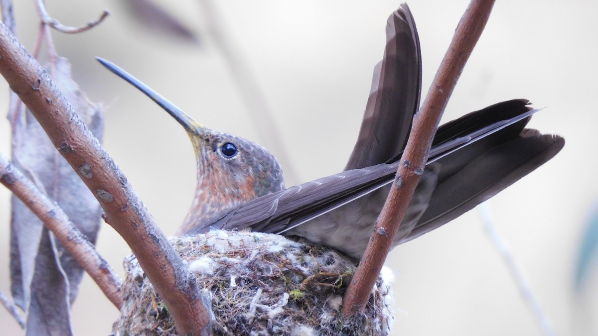 Colibrí Gigante - ML535724601