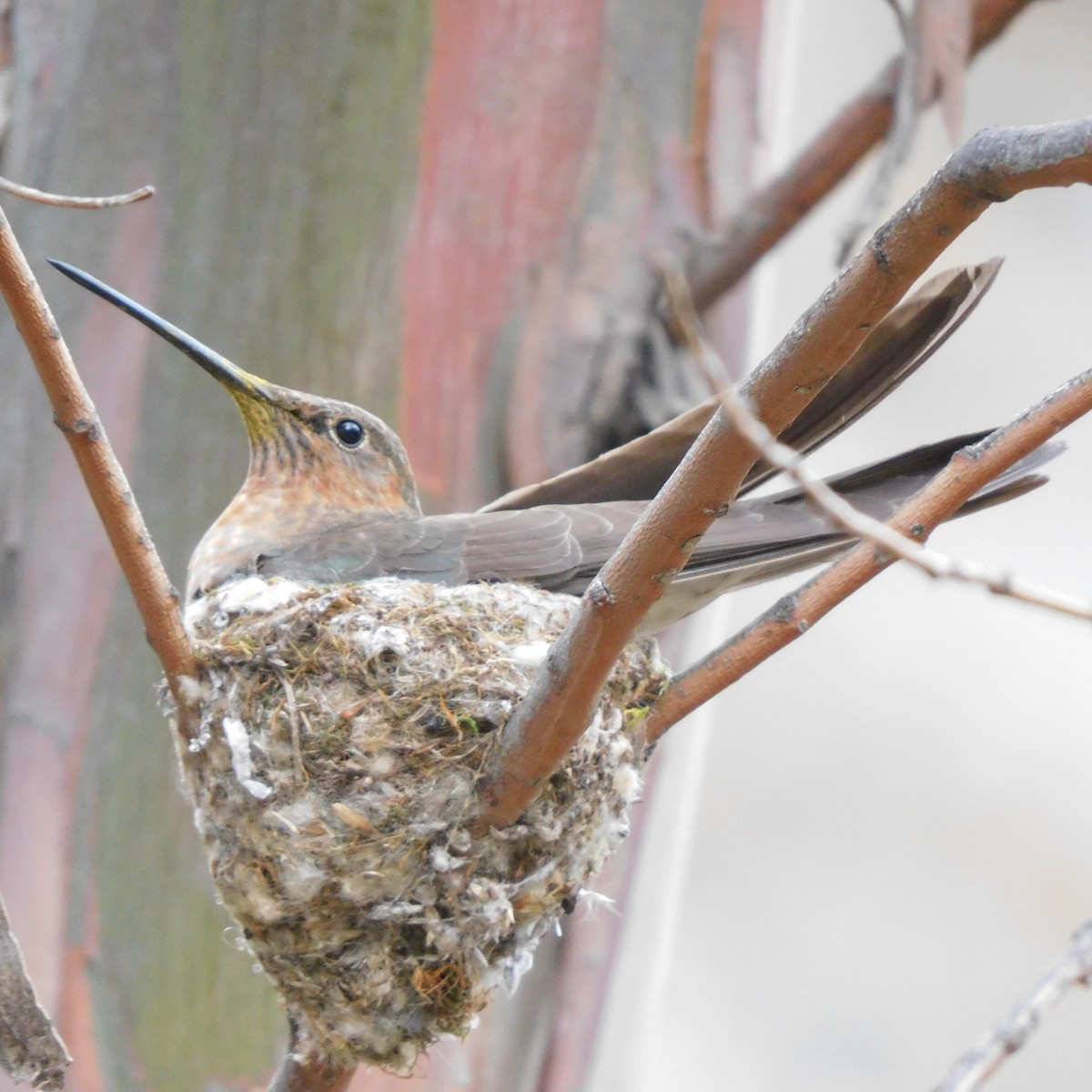 Giant Hummingbird - Diego Cueva