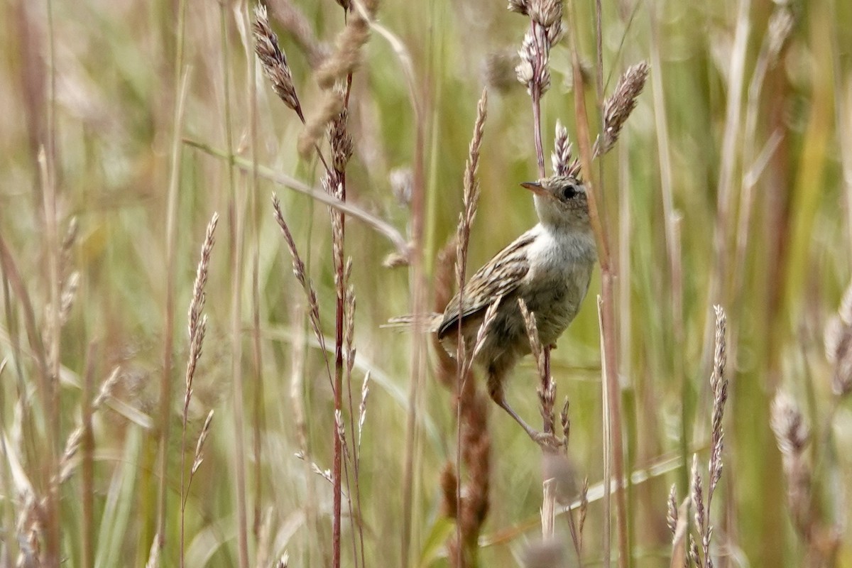 Grass Wren - ML535725951