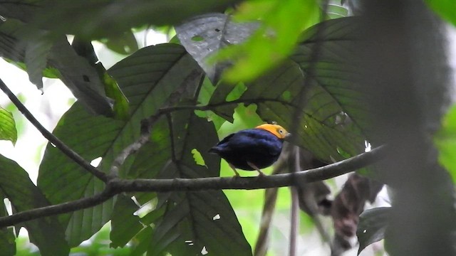 Golden-headed Manakin - ML535726261