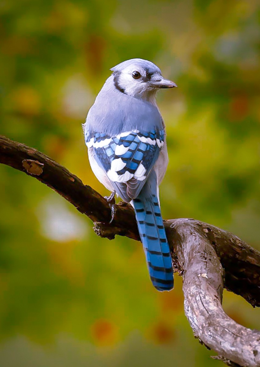 Blue Jay - ML535727231
