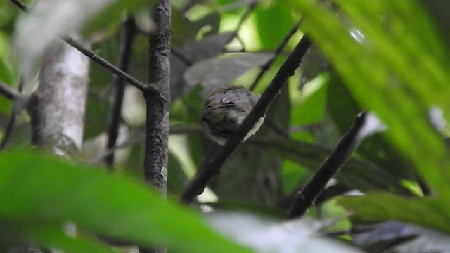 Dwarf Tyrant-Manakin - ML535727651