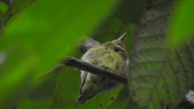 Dwarf Tyrant-Manakin - ML535727661