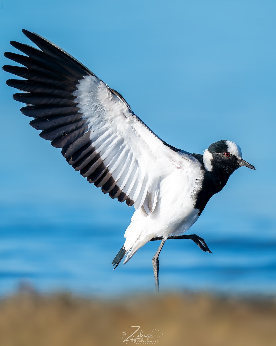 Blacksmith Lapwing - ML535727751