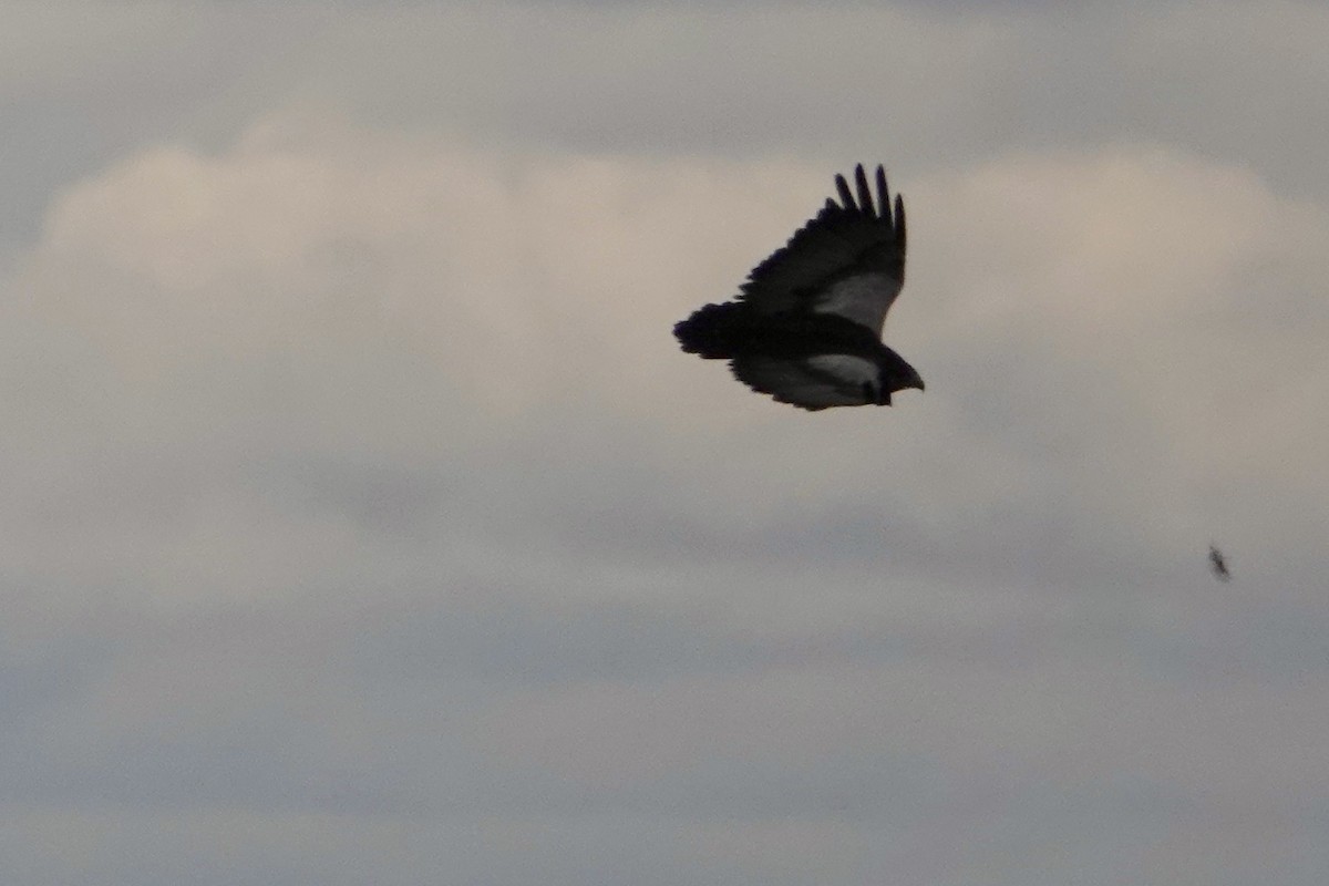 Black-chested Buzzard-Eagle - ML535729301