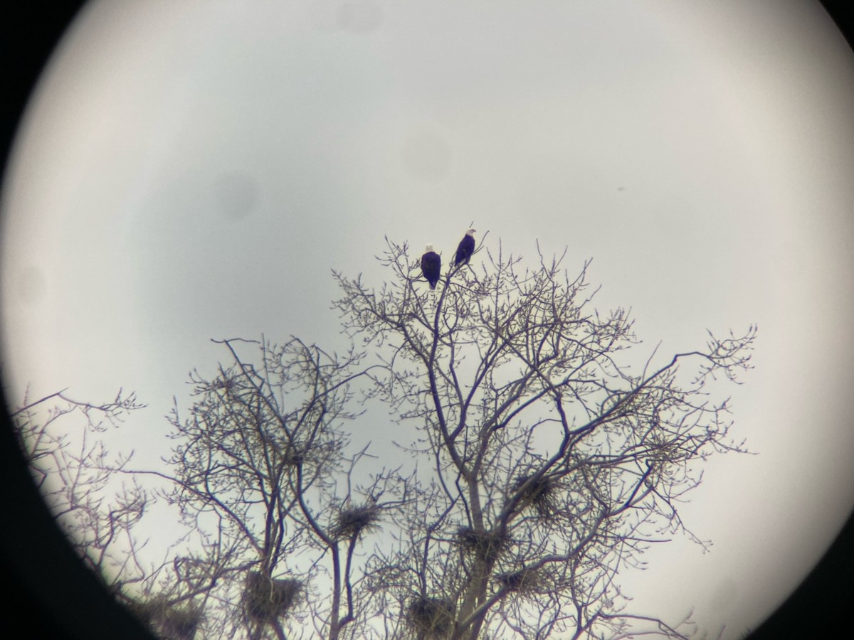 Bald Eagle - ML535729331