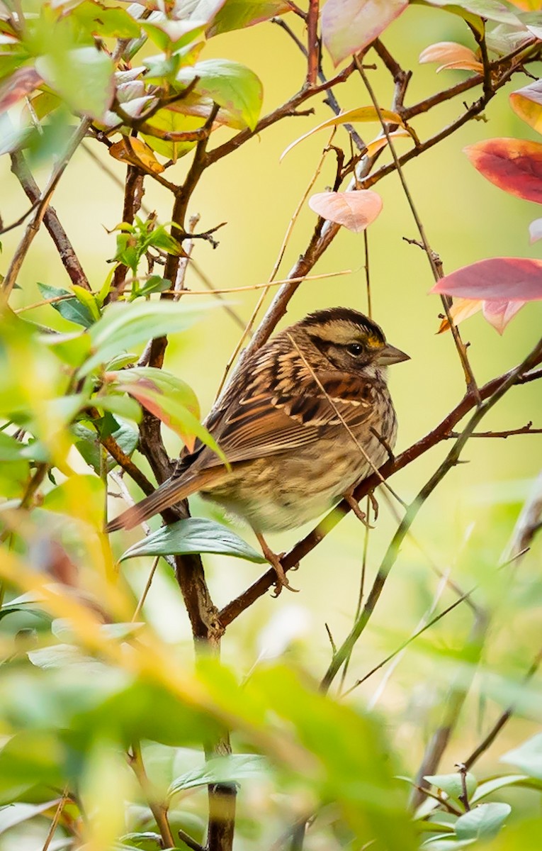 Fox Sparrow - ML535729561