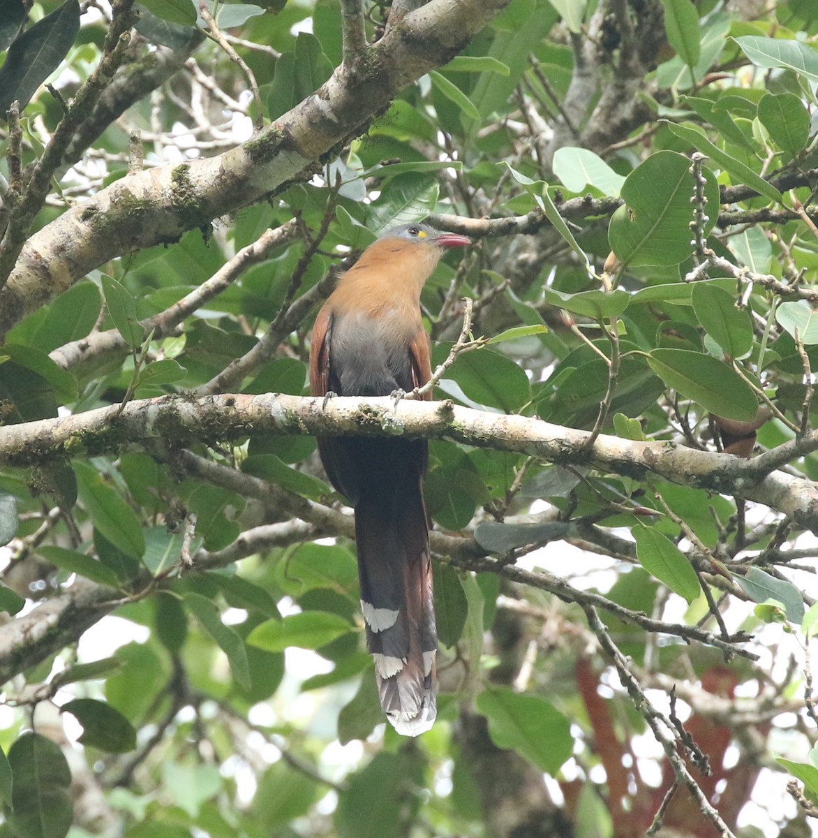 Black-bellied Cuckoo - ML535730321