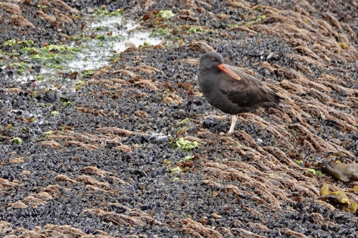 Blackish Oystercatcher - ML535730951