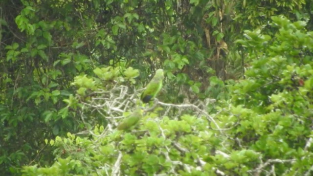 Orange-winged Parrot - ML535731381