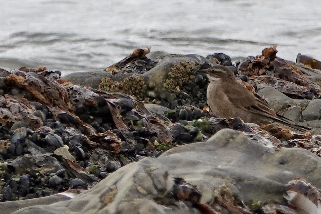 Buff-winged Cinclodes - ML535731521